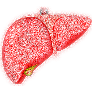 ficat liver hepatic