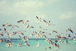 seagulls pescarusi turma