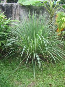 lemon grass citronela