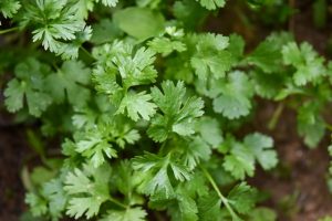 coriander chinese parsley