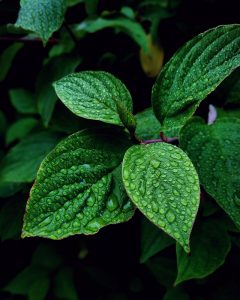 mint menta peppermint spearming
